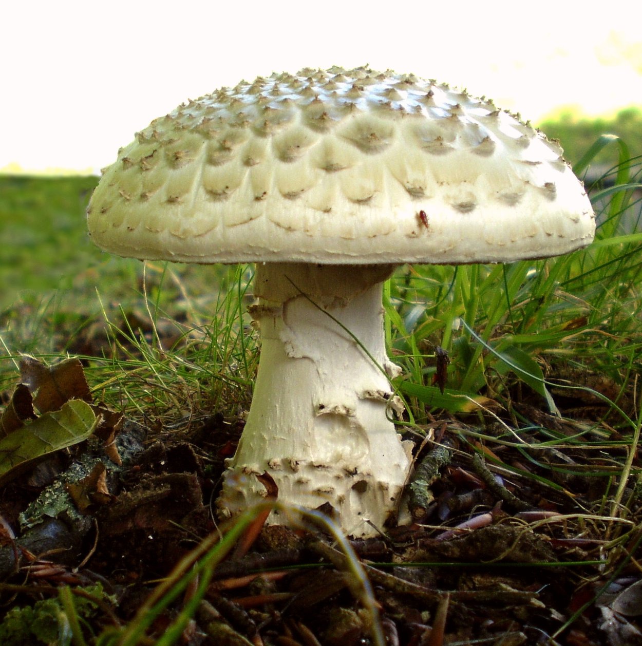 Мухомор белый (Amanita Verna)