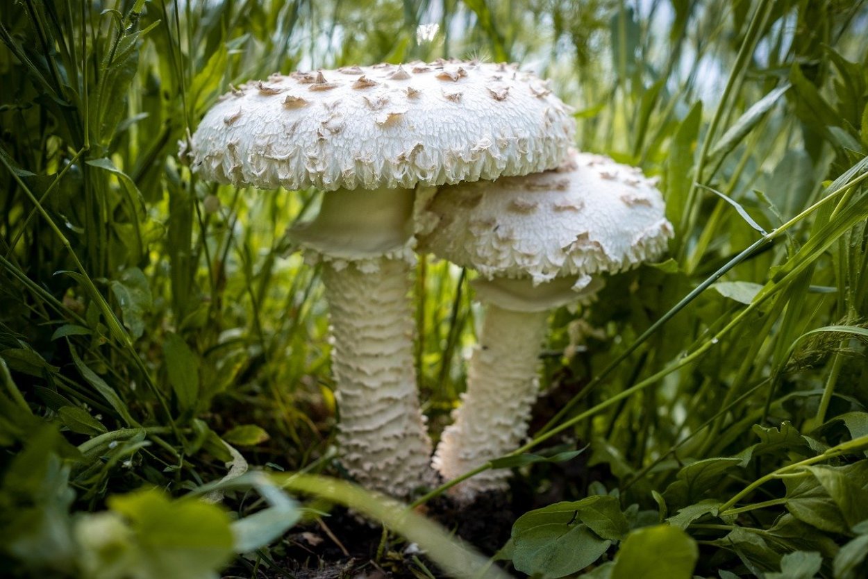 Мухомор бежевый