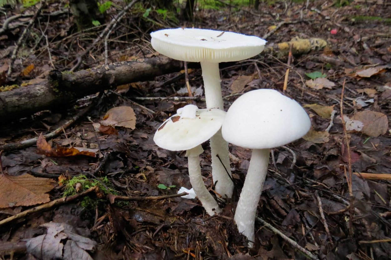 Пластинчатые грибы мухомор