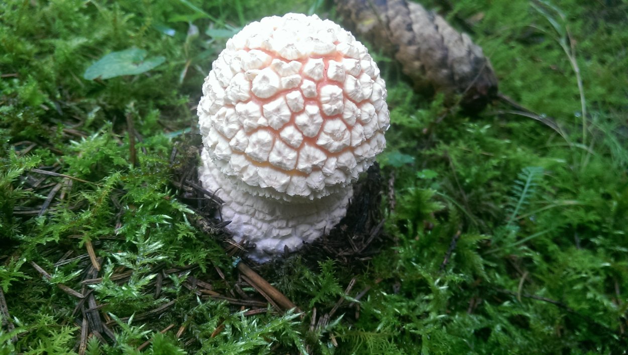 Мухомор и поганка