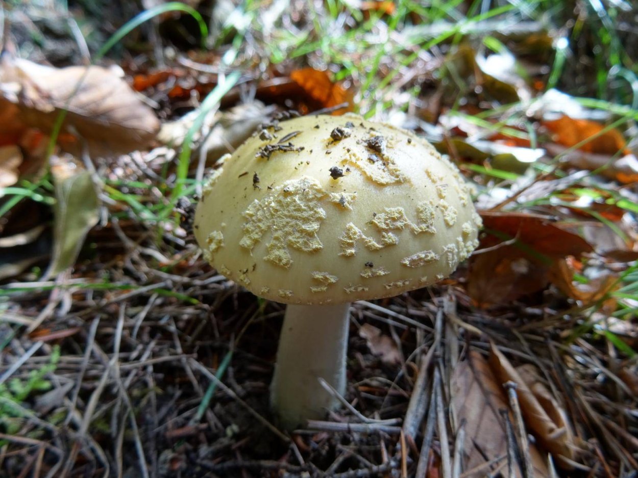 Гриб-зонтик белый