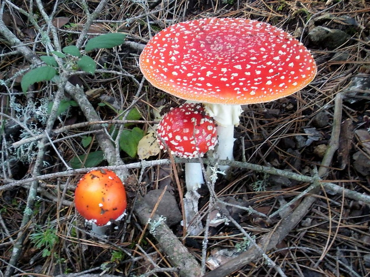 Мухомор щетинистый белый