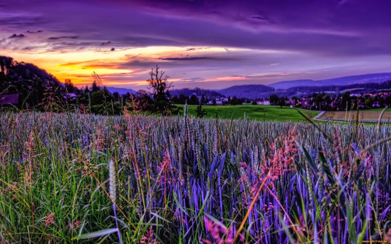 Розовый лес