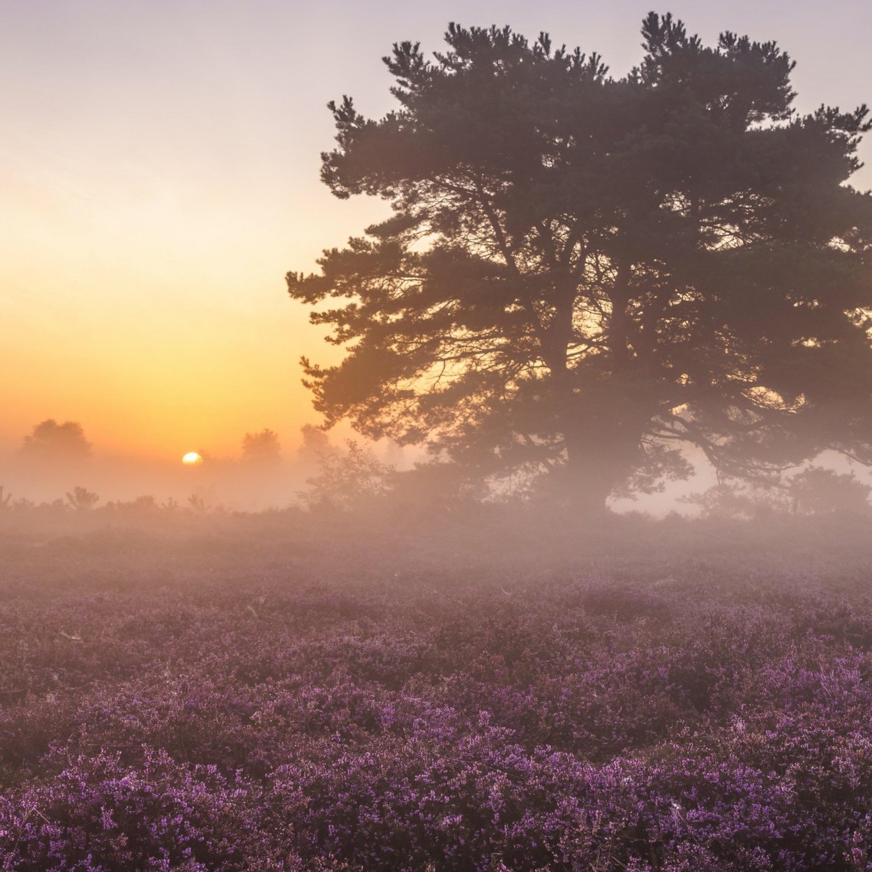 Фиолетовое небо в жизни