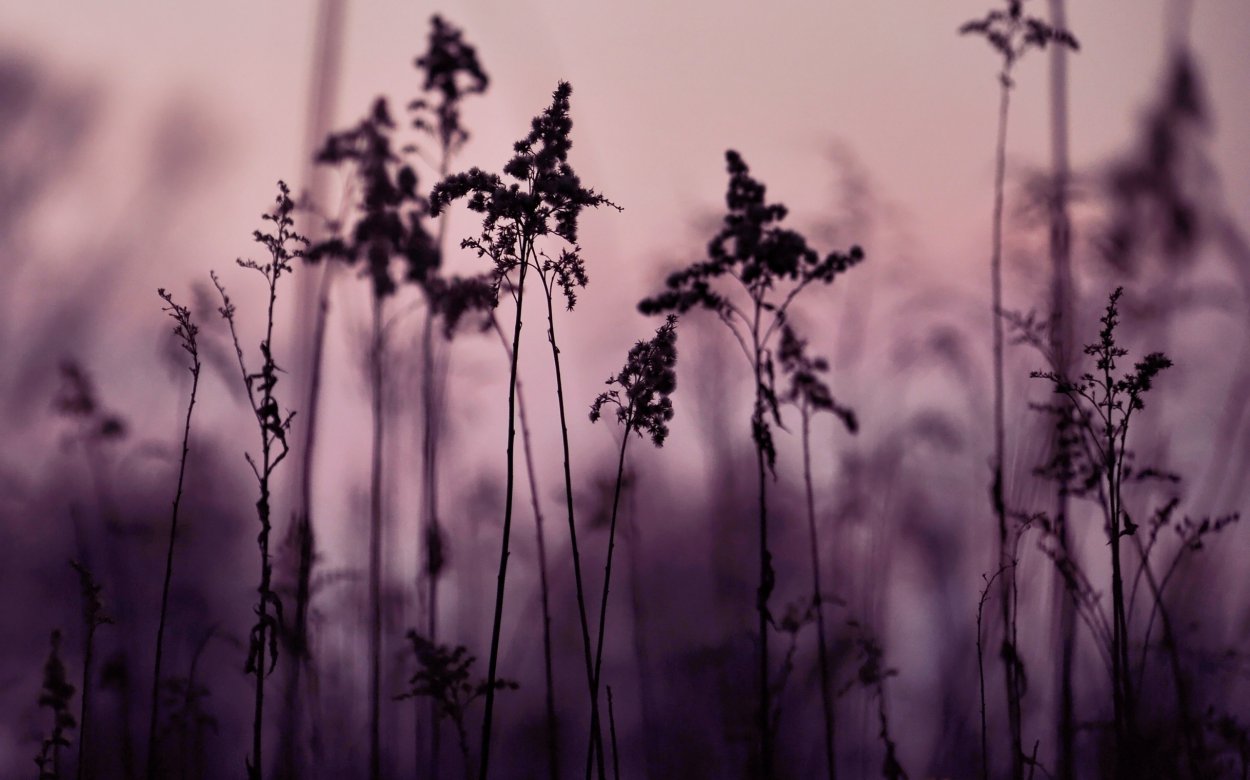 Фиолетовый закат