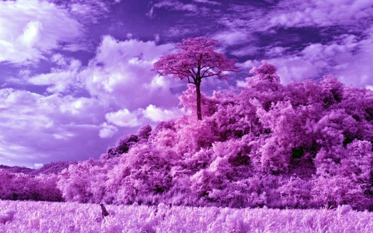 Полевой цветок Медовник сиреневый