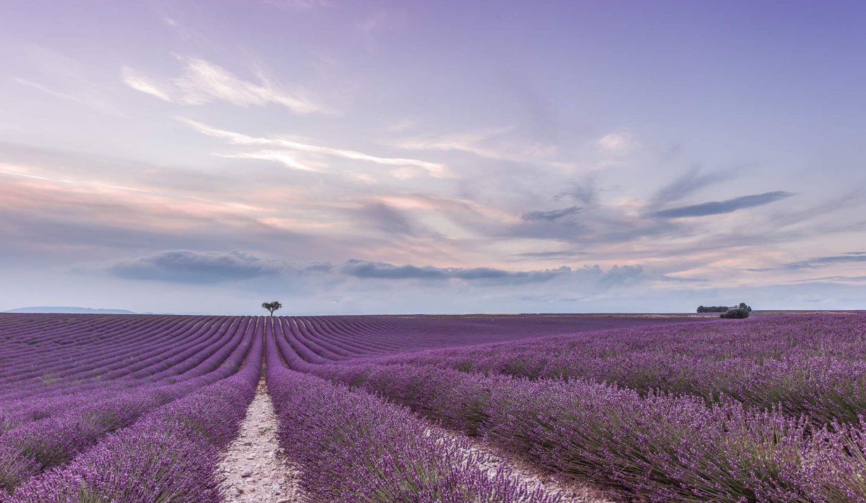 Лавандовые поля Коканд