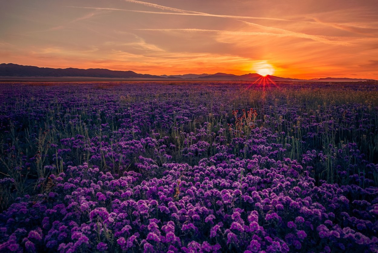 Сиреневый лес