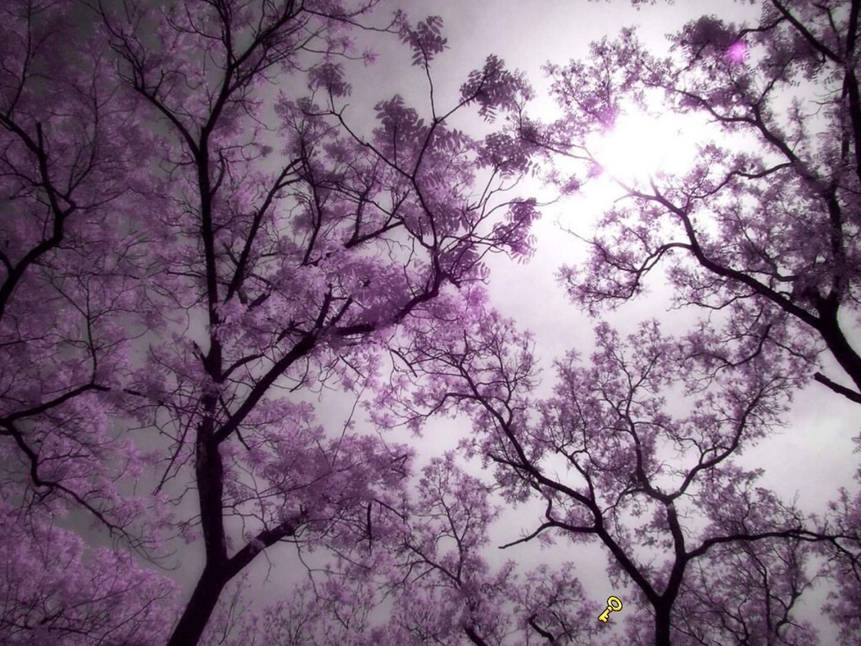 Фиолетовые обои