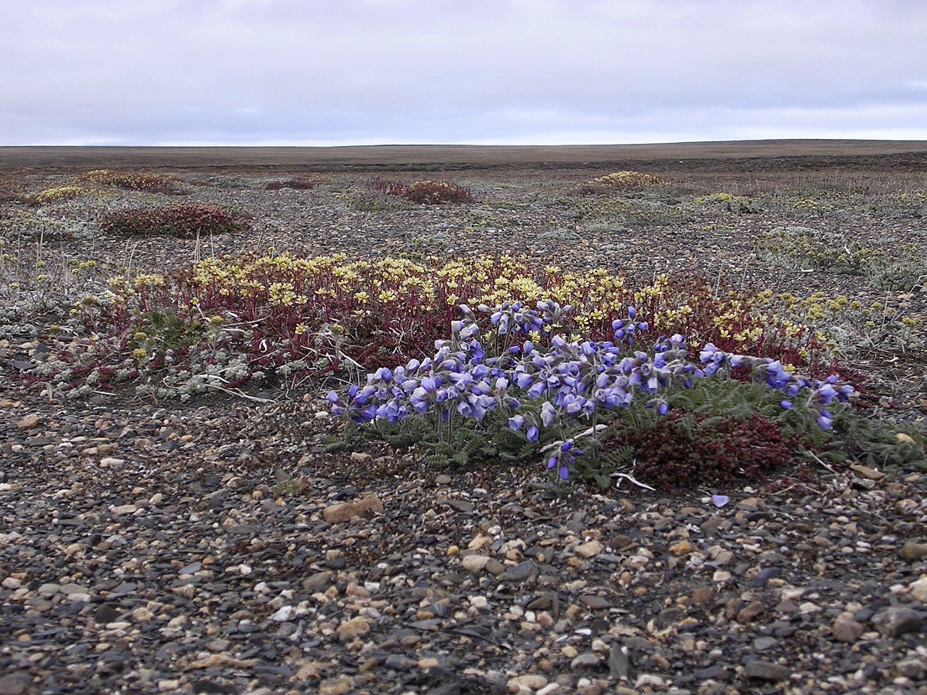 Растения на территории тундры. Арктическая тундра на острове Врангеля. Цветущая тундра остров Врангеля.