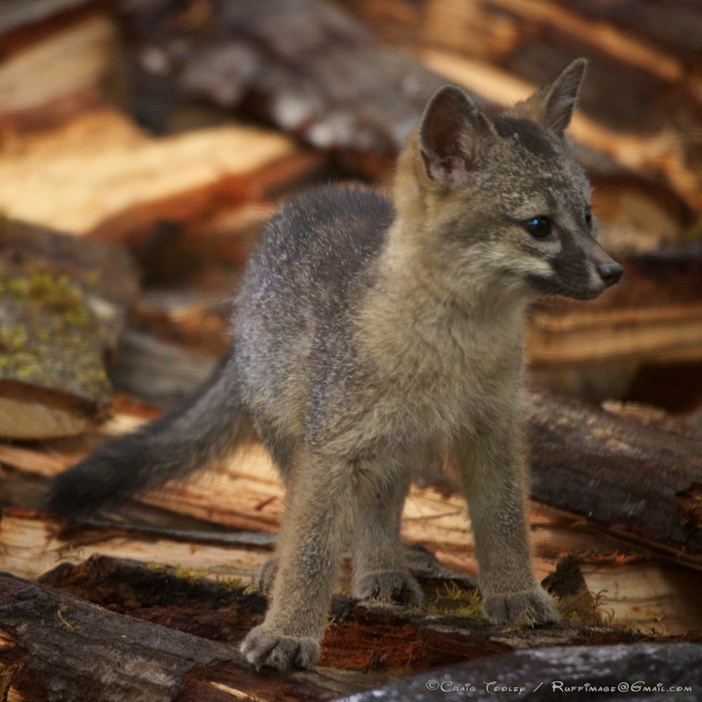 Серый лис. Grey Fox. Канадская лиса грей Фокс. Серый Лисенок. Лиса серая маленькая.