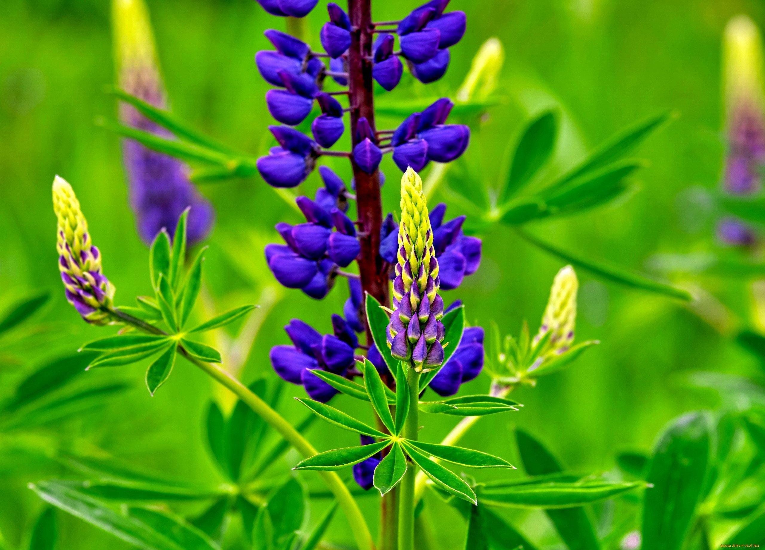 Бобовый куст 4. Люпин многолистный. Люпин многолистный растение. Lupinus -Люпин Blossom. Люпин многолистный фиолетовый.