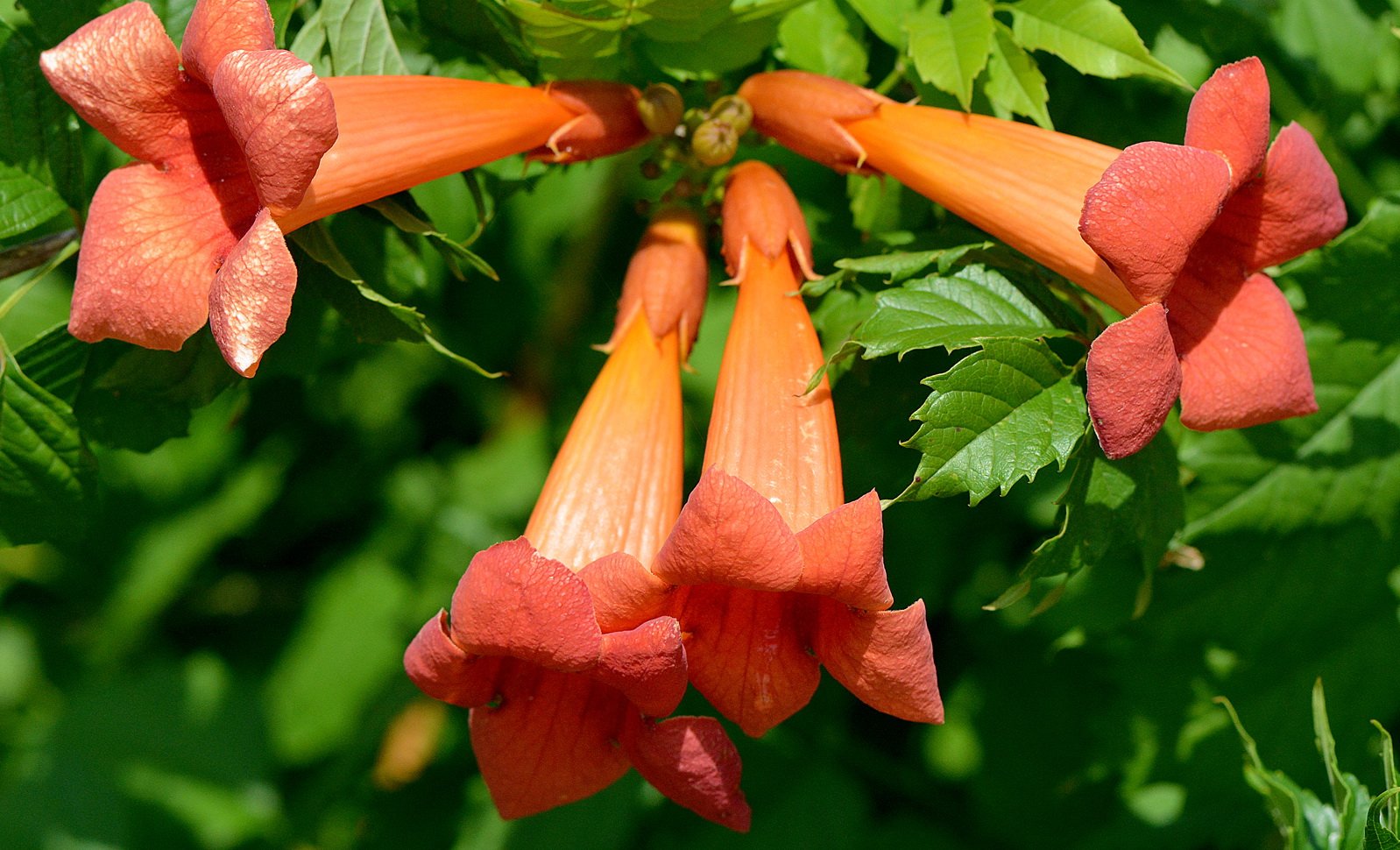 Трубчатые растения. Текома кампсис. Campsis radicans (кампсис). Кампсис укореняющийся (текома).