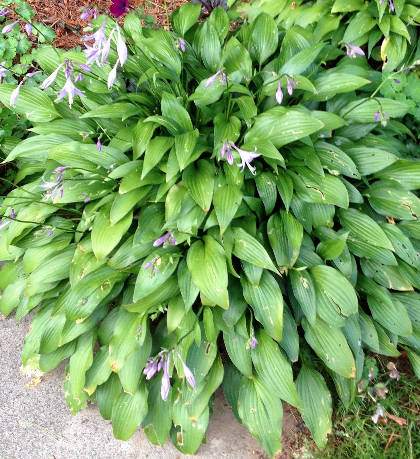 Покажи фото хосты. Хоста ланцетолистная Hosta lancifolia. Хоста ланцетовидная Hosta lancifolia.. Хоста Фортуней Лансифолия. Хоста гибридная Стилетто.