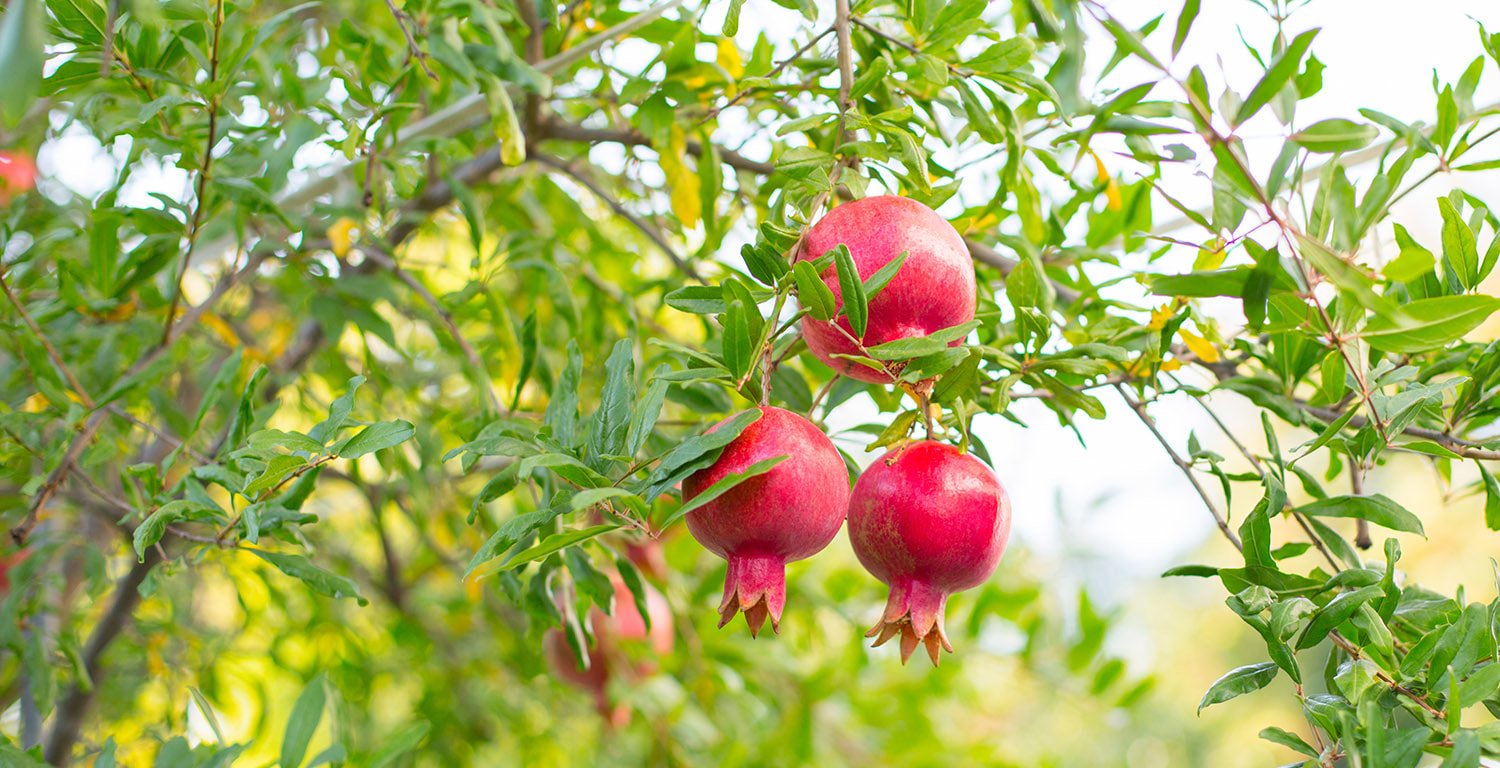 Гранат Punica granatum