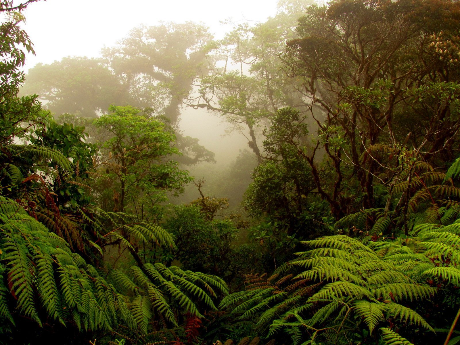 Национальный парк Монтеверде (Коста-Рика). Монтеверде облачный лес, Коста Рика. Коста Рика заповедник Монтеверде. Коста-Рика: дождевой лес.
