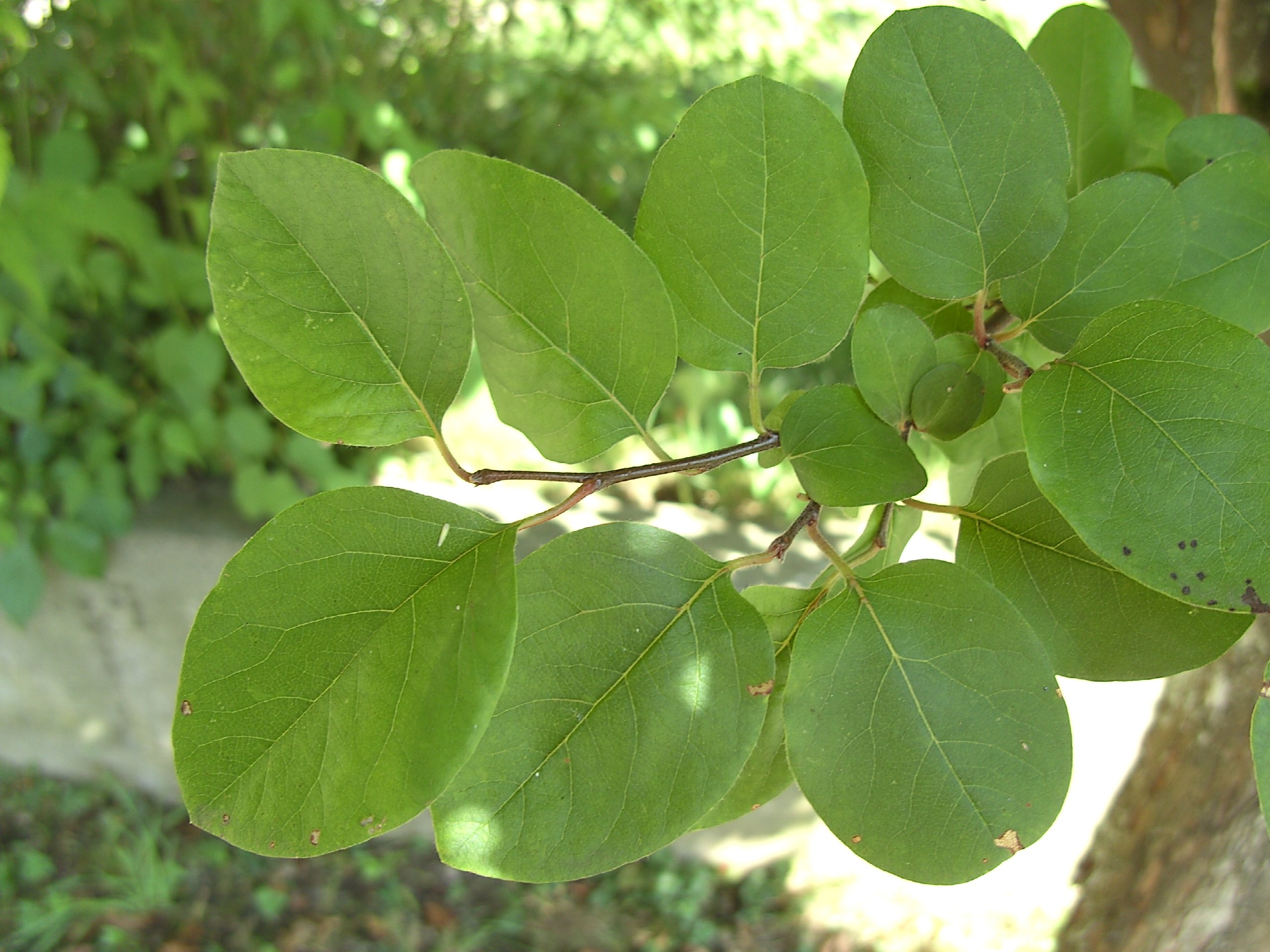 Имеет округлые листья. Листья айвы. Айва дерево. Листья дерева айва. Cydonia oblonga.