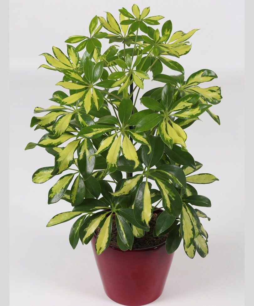 Schefflera Taiwaniana