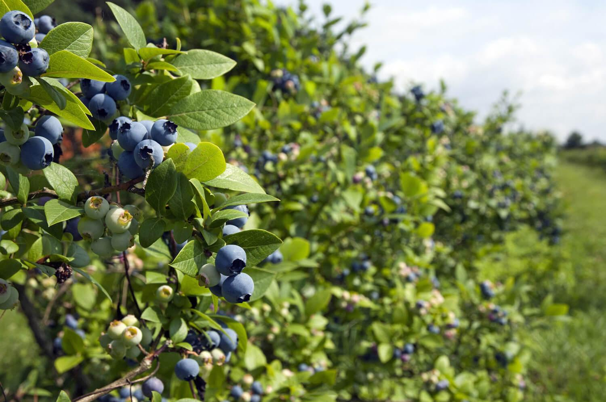 Кустик черники. Vaccinium uliginosum голубика. Голубика высокорослая плантации. Голубика обыкновенная гонобобель. Голубика Лесная куст.