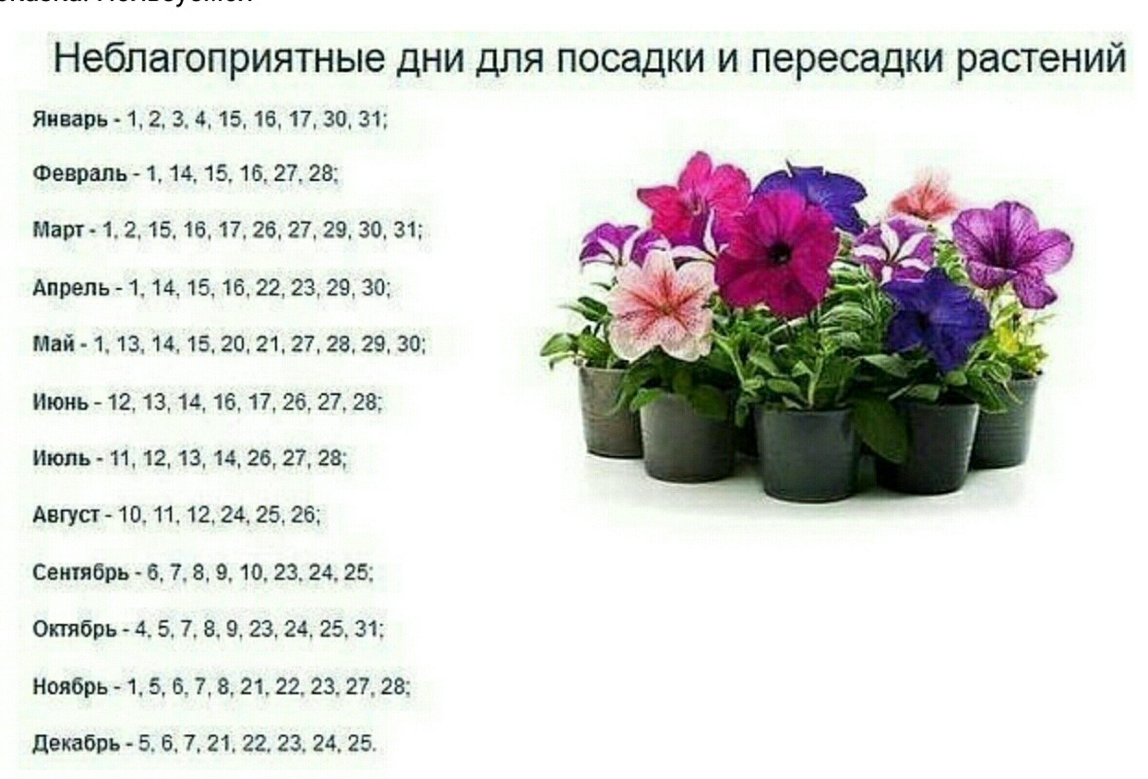 Дни посадки однолетних цветов в марте 2024. Благоприятные дни для пересадки петунии. Дата посадки цветов домашних. Пересадить цветок. Можно сегодня сажать комнатные растения.
