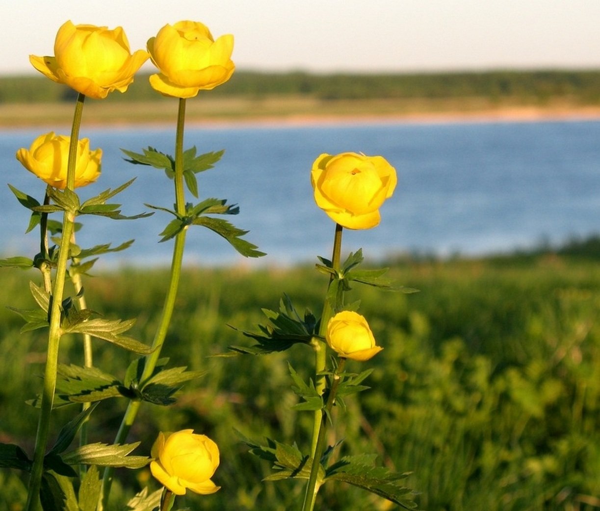 Как выглядит цветок купальница