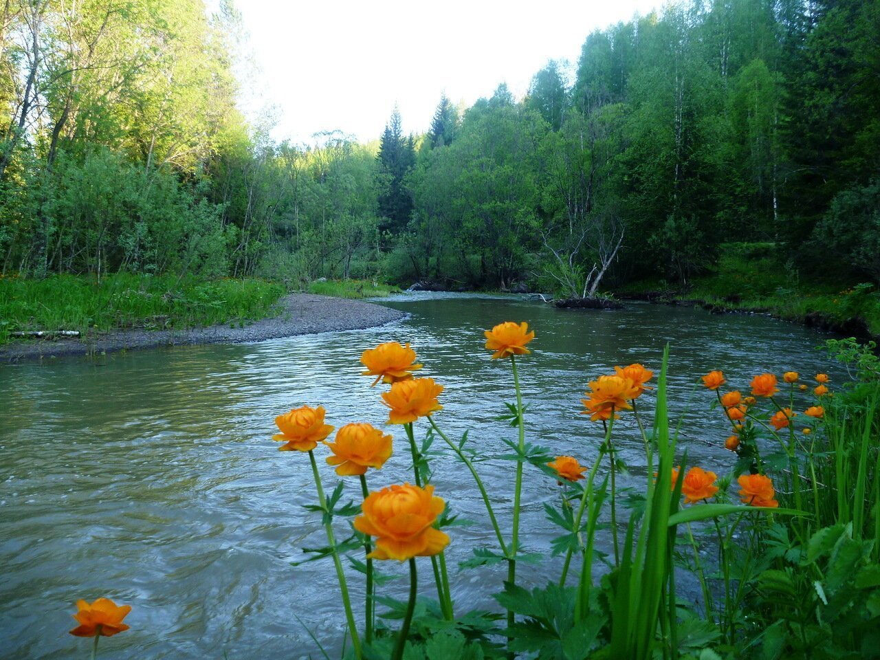 Купальница Ергаки