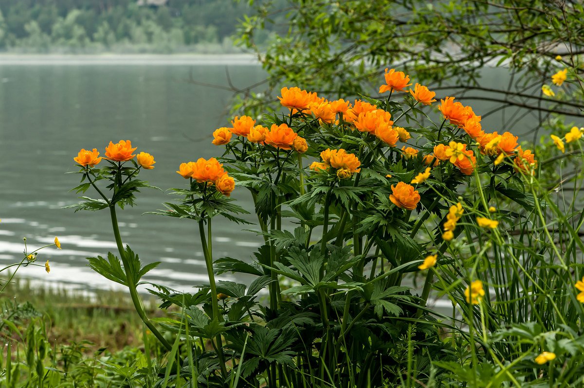 Алтай, горы, Купавка