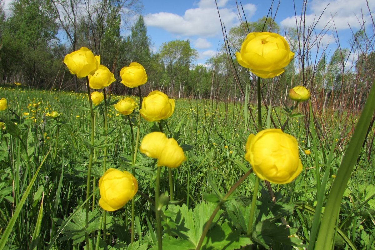 Купальница Луговая