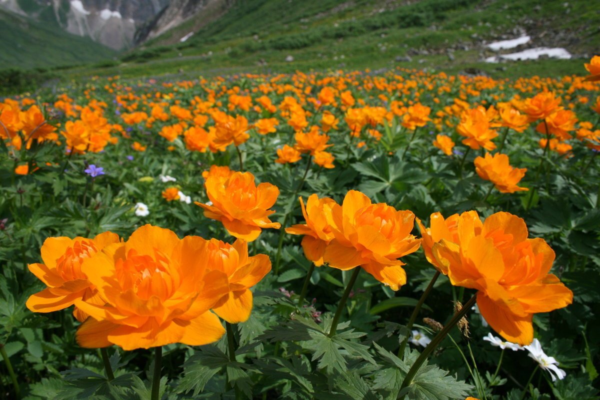 Купальница азиатская Trollius asiaticus