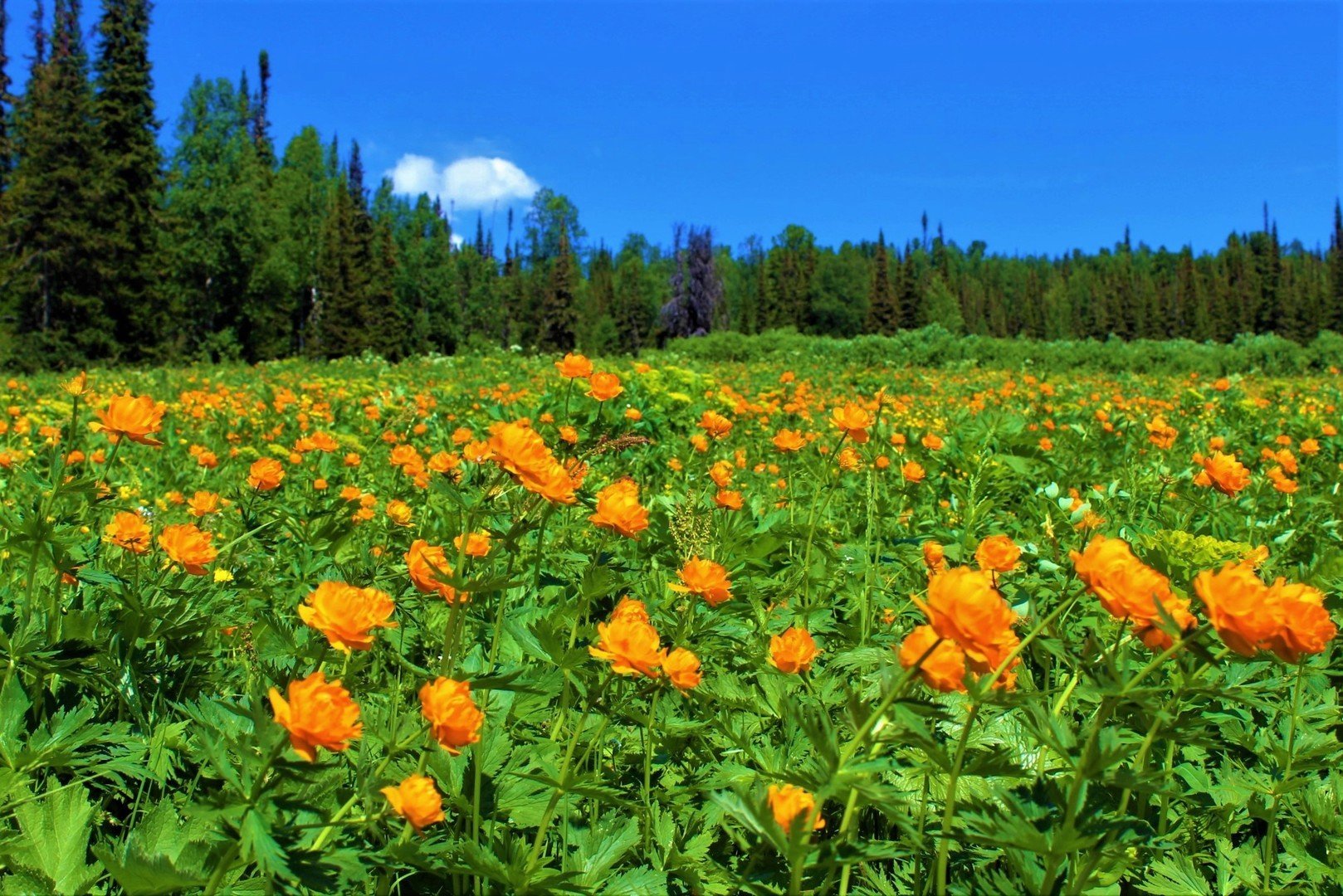 Купальница Сибирская огонек