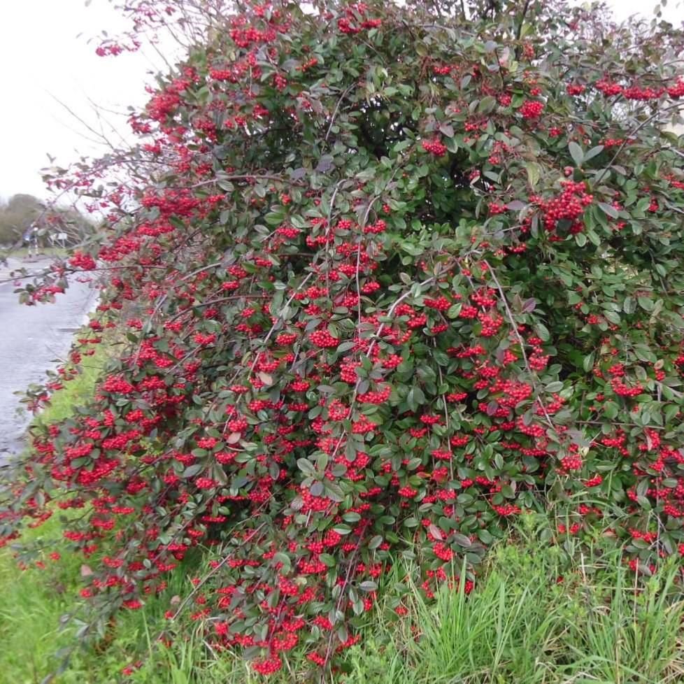 Кизильник Млечный Cotoneaster lucidus. Кизильник Млечный Cotoneaster lacteus. Кизильник Пендула. Кизильник - пираканта кустарник.