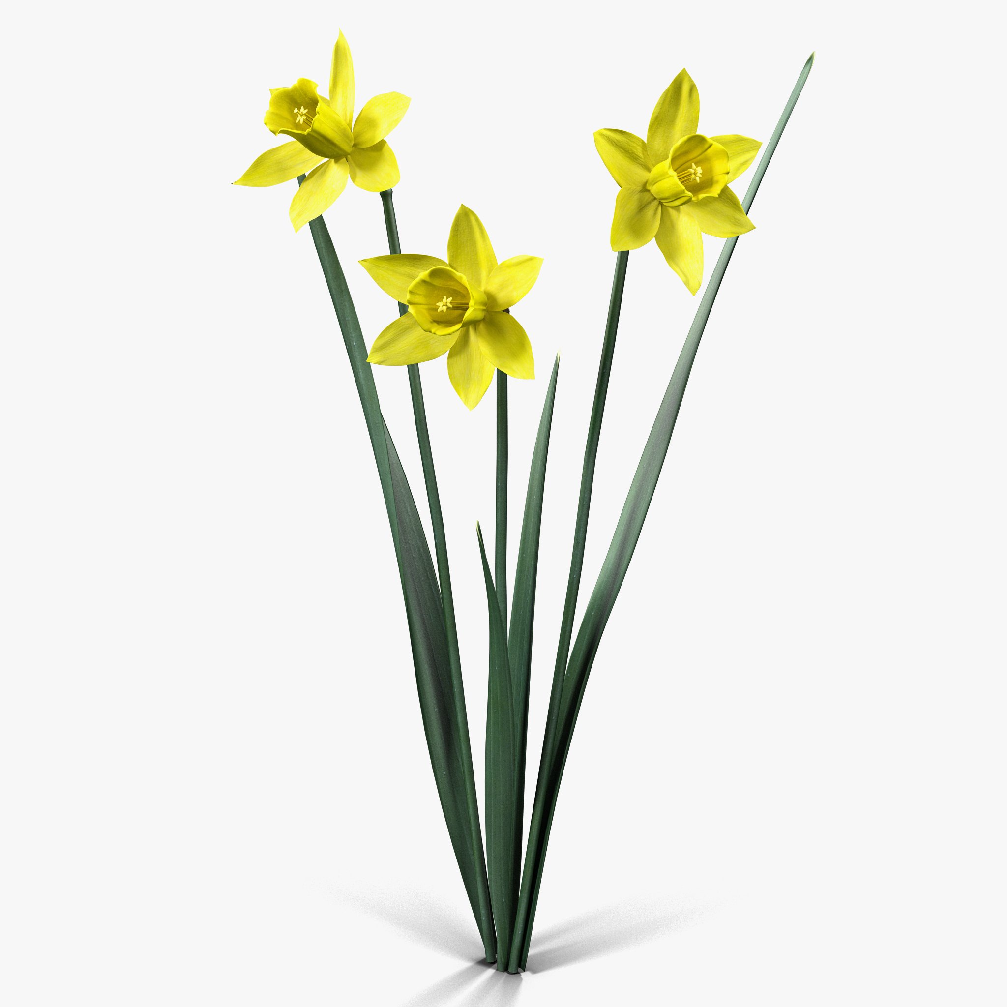 Игла нарцисса. Нарцисс цветок. Нарцисс Карлтон (d-12). Нарцисс растение побег. Цветонос нарцисса.