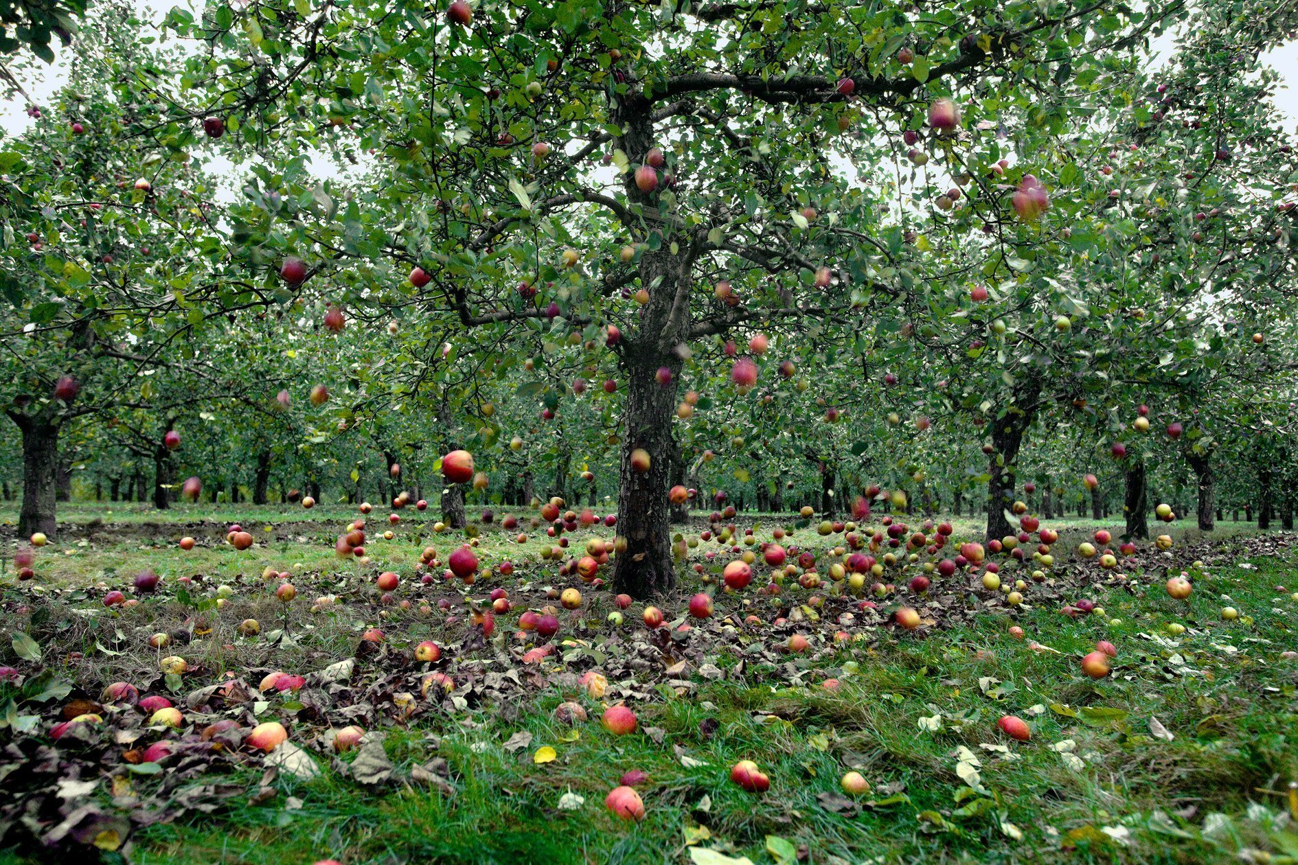 Включи яблонь. Яблочные плантации Нормандии. Куракина дача яблони. Эппл Хилл Яблоневый сад. Коробковский Яблоневый сад.