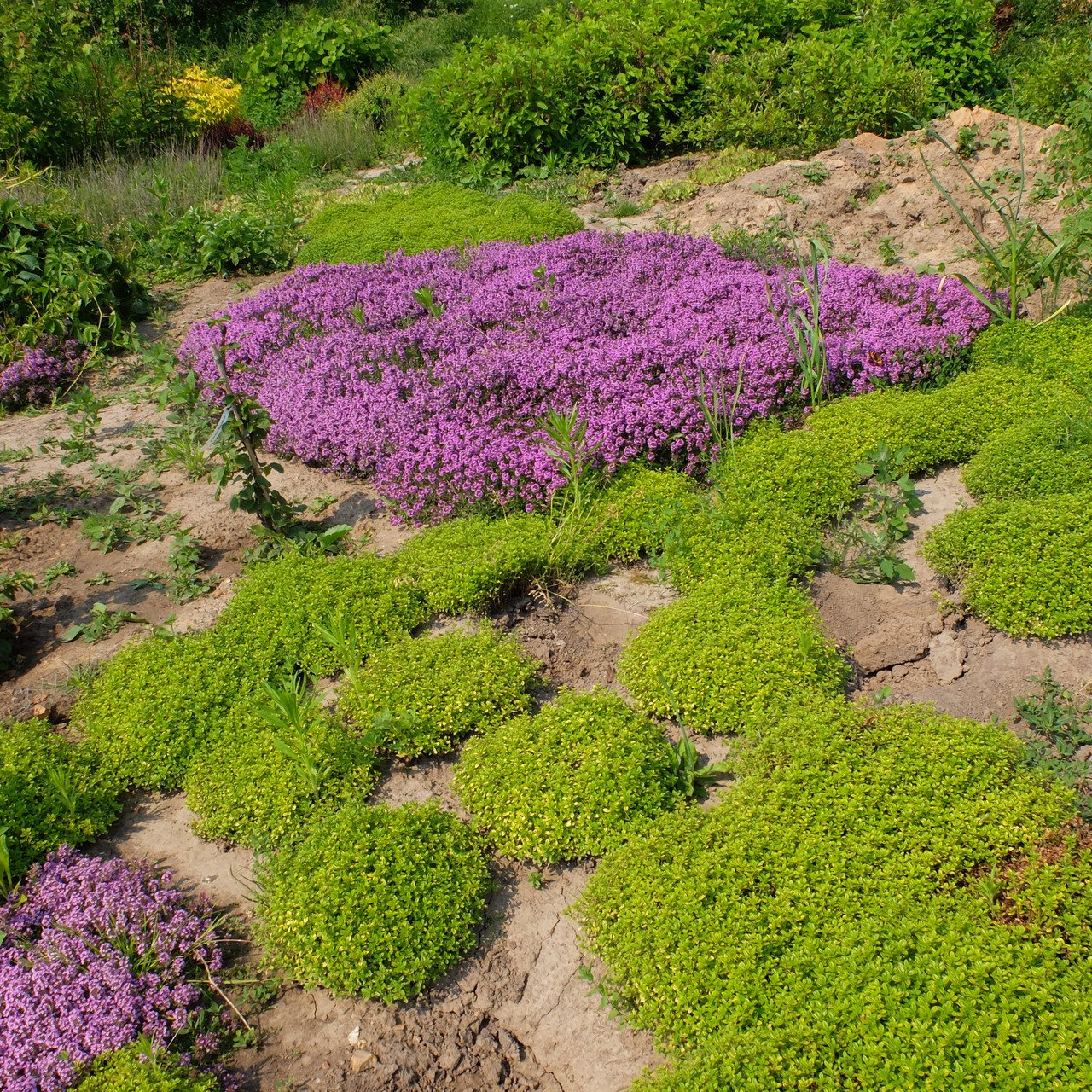 Почвопокровные многолетники. Тимьян ползучий (Thymus serpyllum). Тимьян ползучий Magic Carpet. Тимьян ползучий 