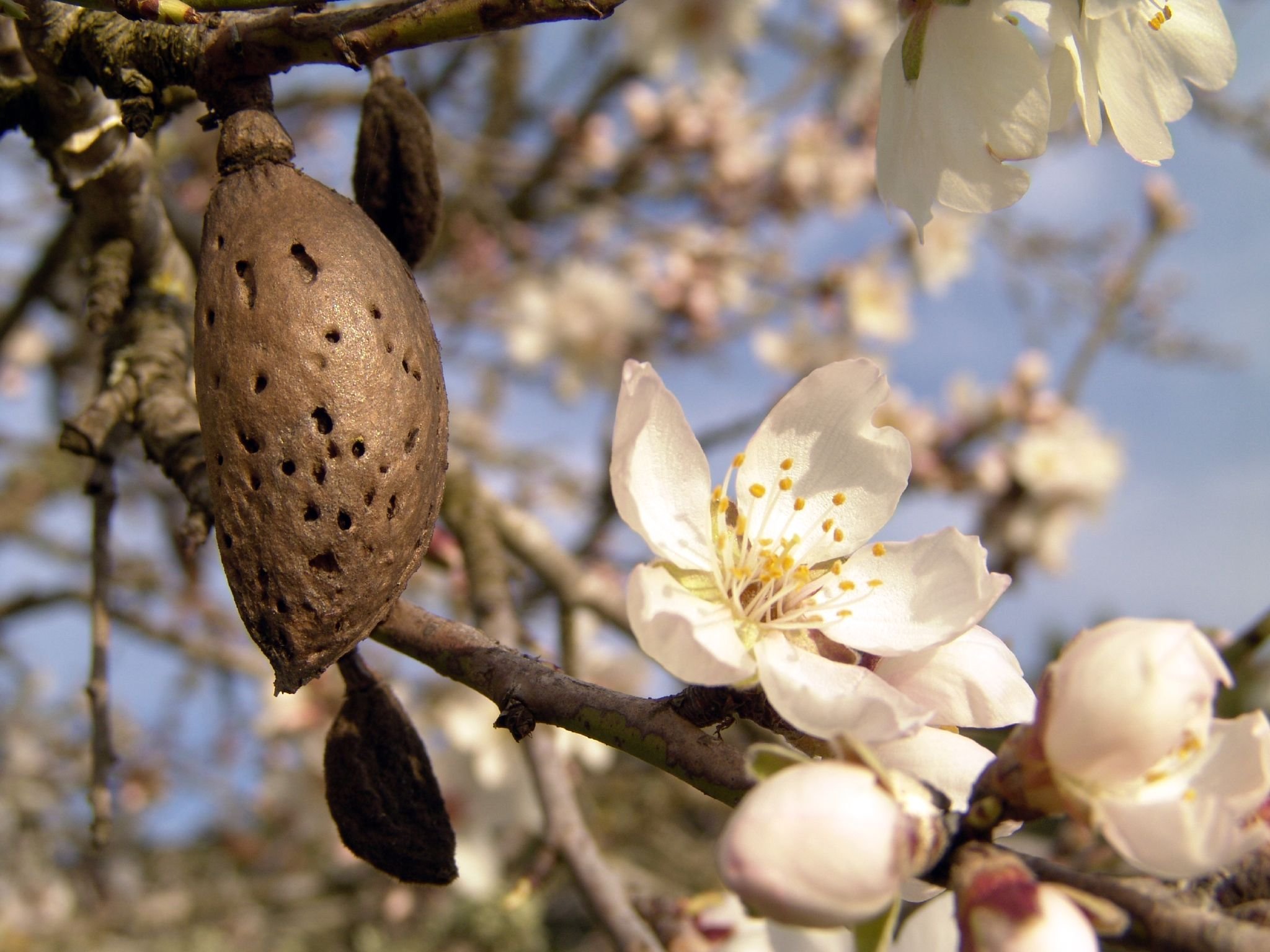 Миндаль стих. Миндаль обыкновенный (Amygdalus communis). Миндаль обыкновенный (Prunus Dulcis). Миндаль Горький дерево. Миндаль обыкновенный цветение.