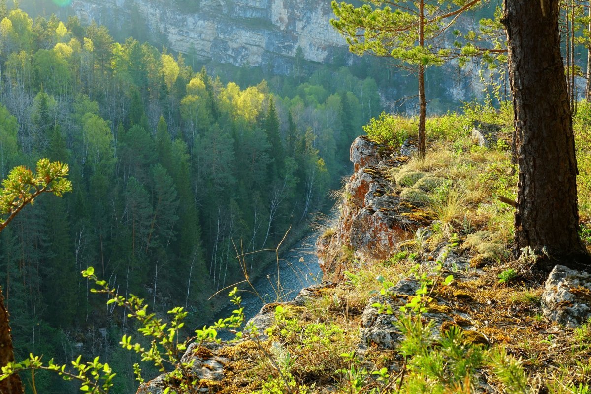 Лес урала екатеринбург