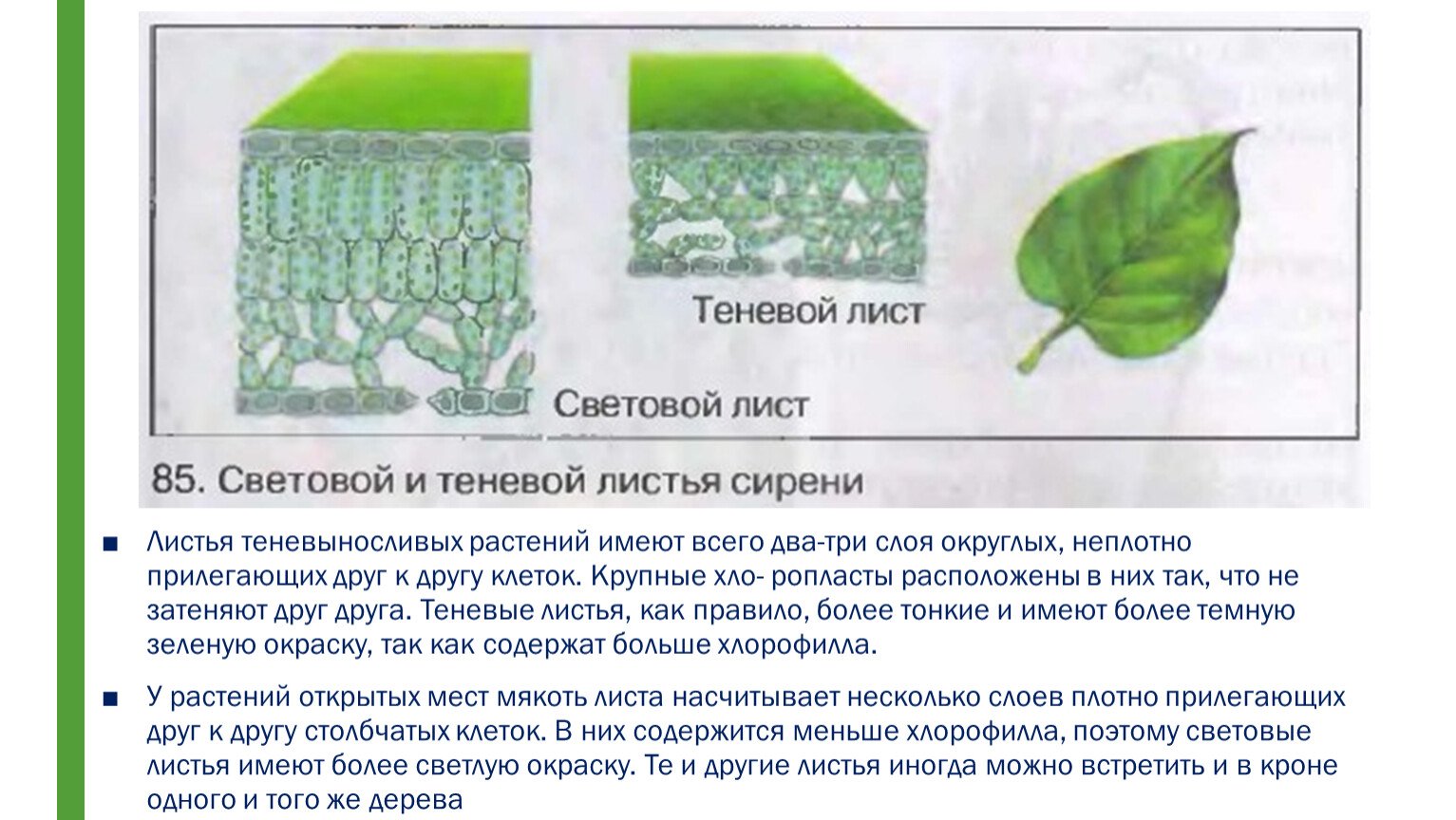 Листовые пластины у растений