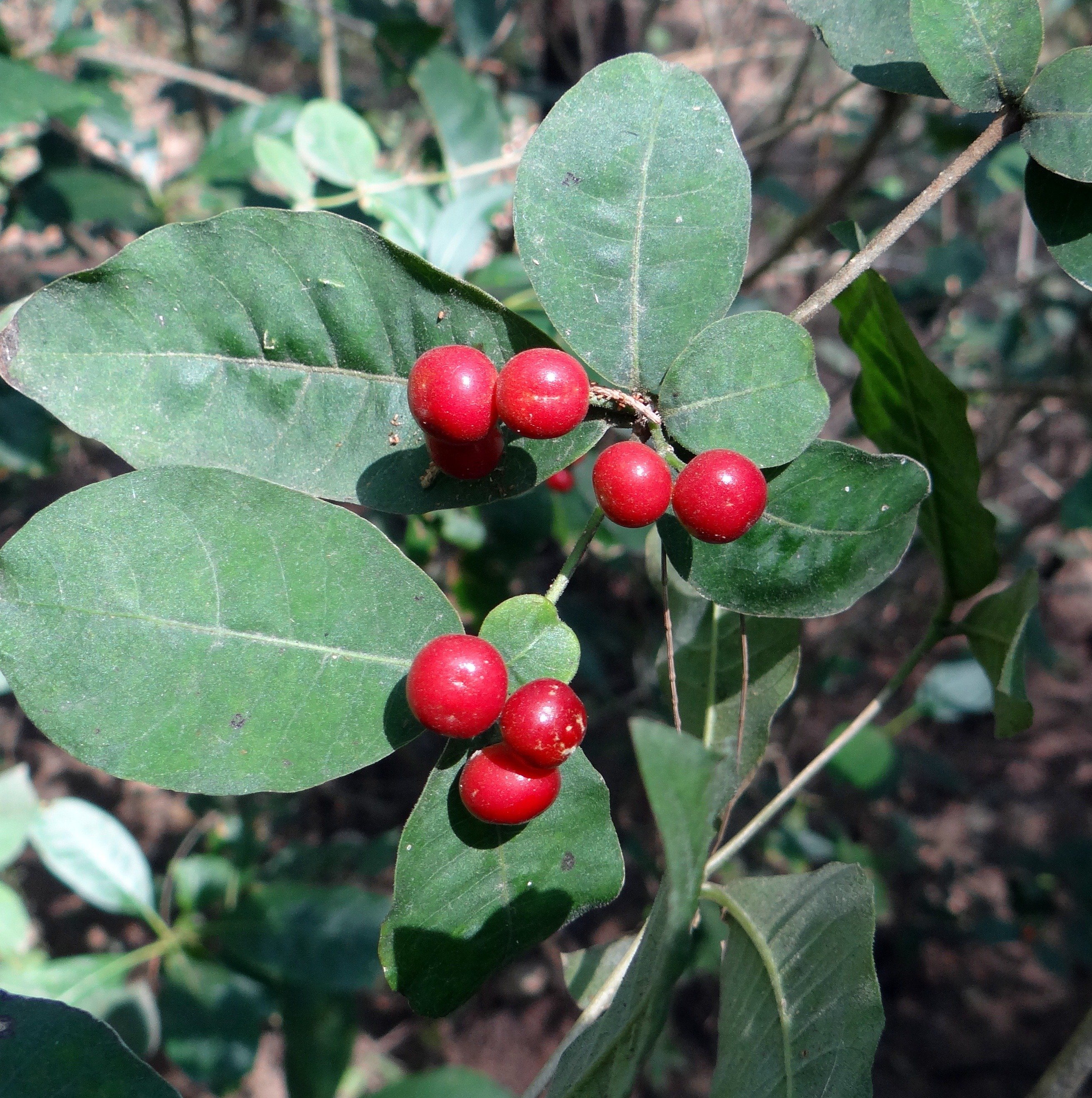 Indian Snakeroot - раувольфия змеиная