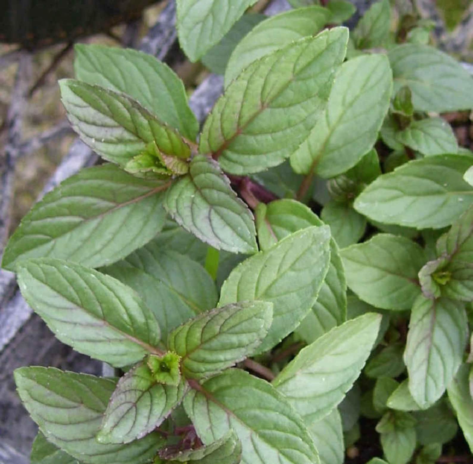 Мята виды фото. Мята перечная шоколадная. Мята перечная Чоколэйт. Mentha piperita Chocolate Mint. Мята перечная "Чоколат".