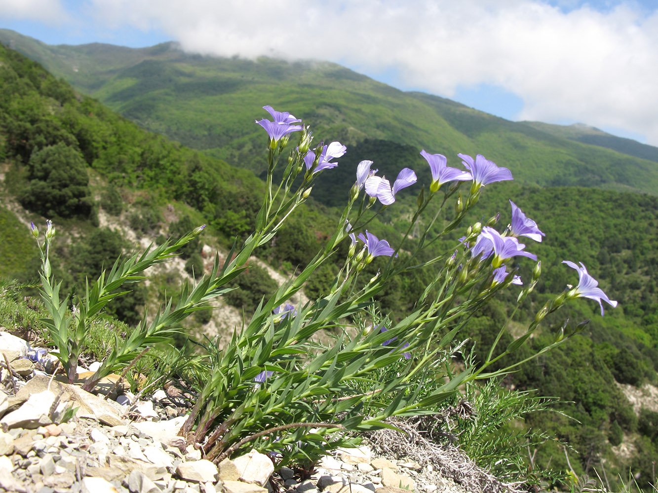 Черноморское побережье кавказа заповедники. Linum nervosum. Травы Черноморского побережья Кавказа. Эндемики Черноморского побережья Кавказа. Травы Черноморского побережья Кавказа травы.