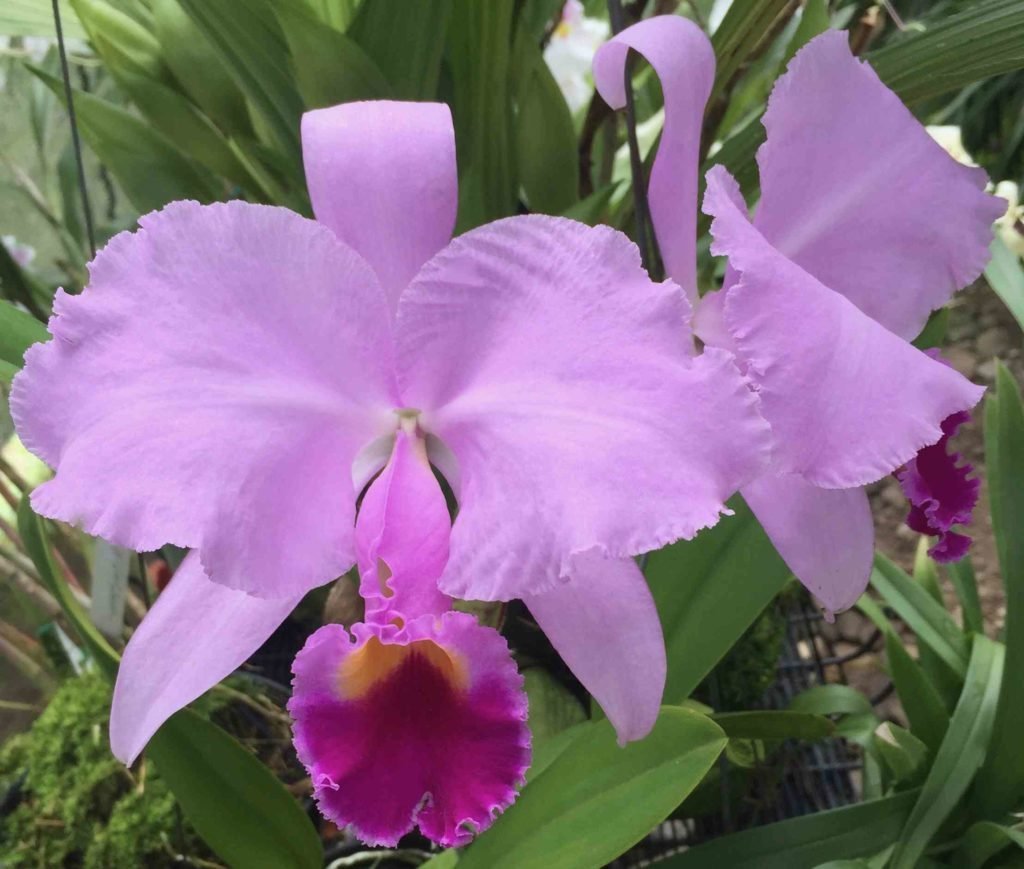 Орхидея Cattleya trianae