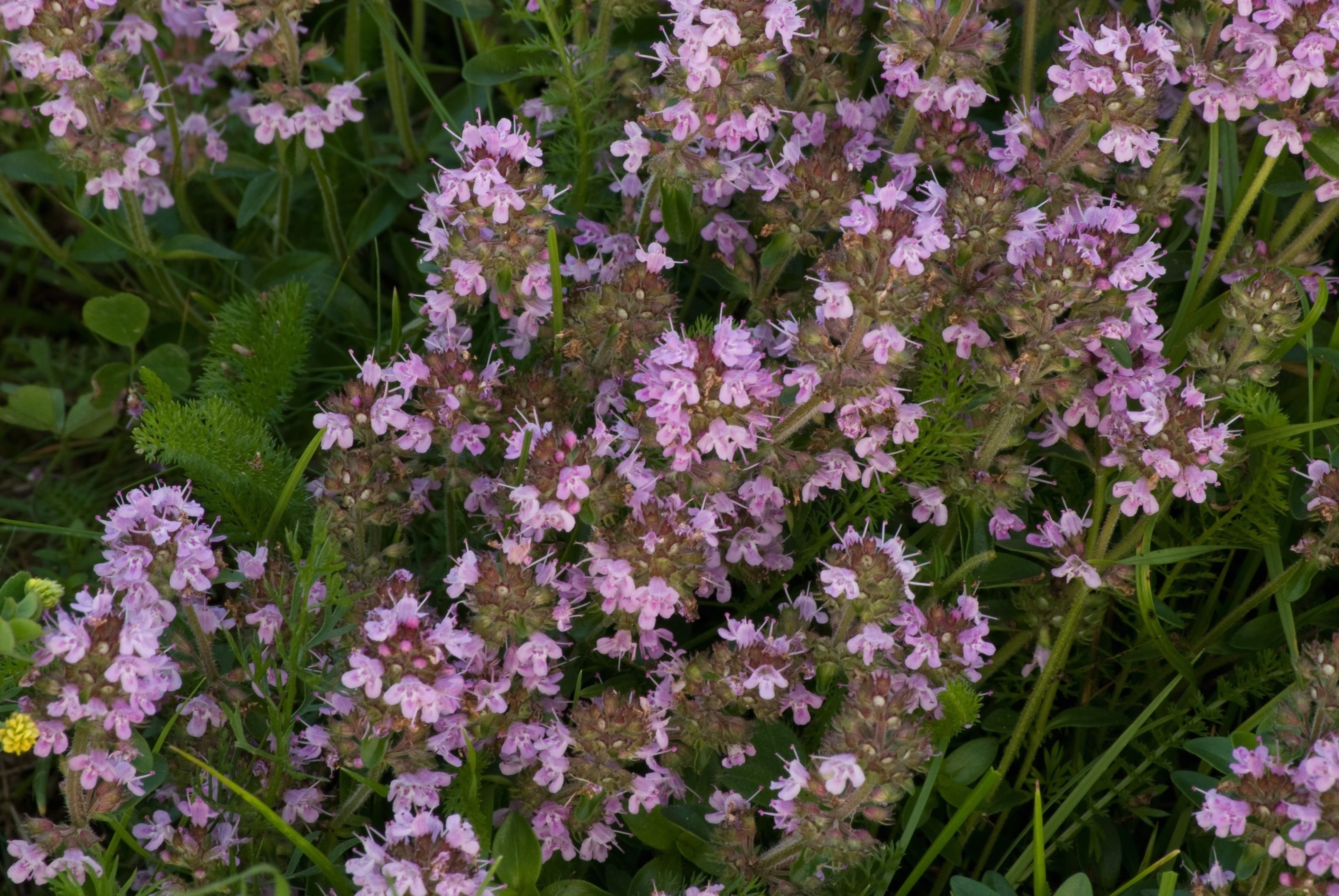 Тимьян обыкновенный Thymus vulgaris