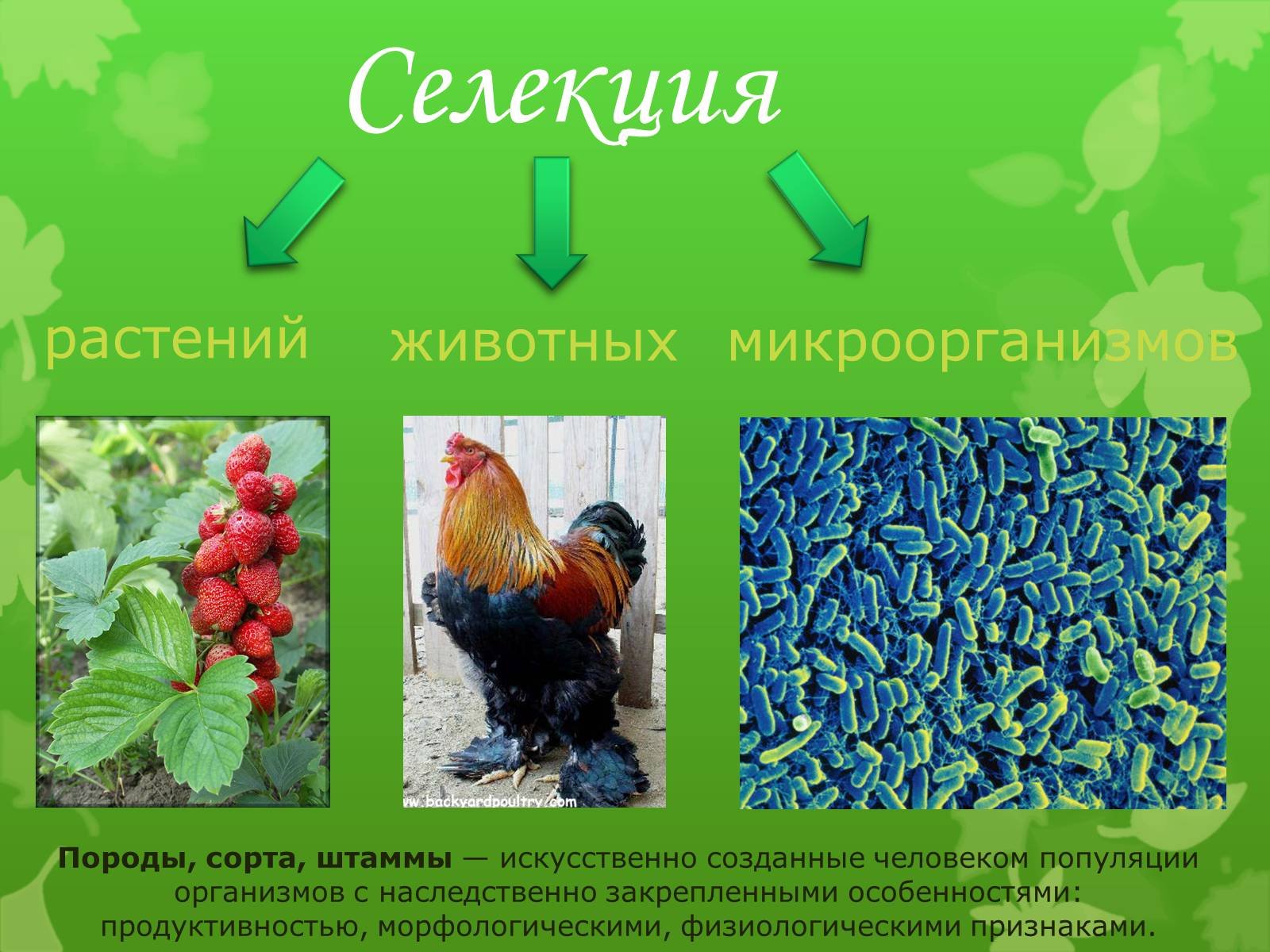 Современные методы селекции растений презентация