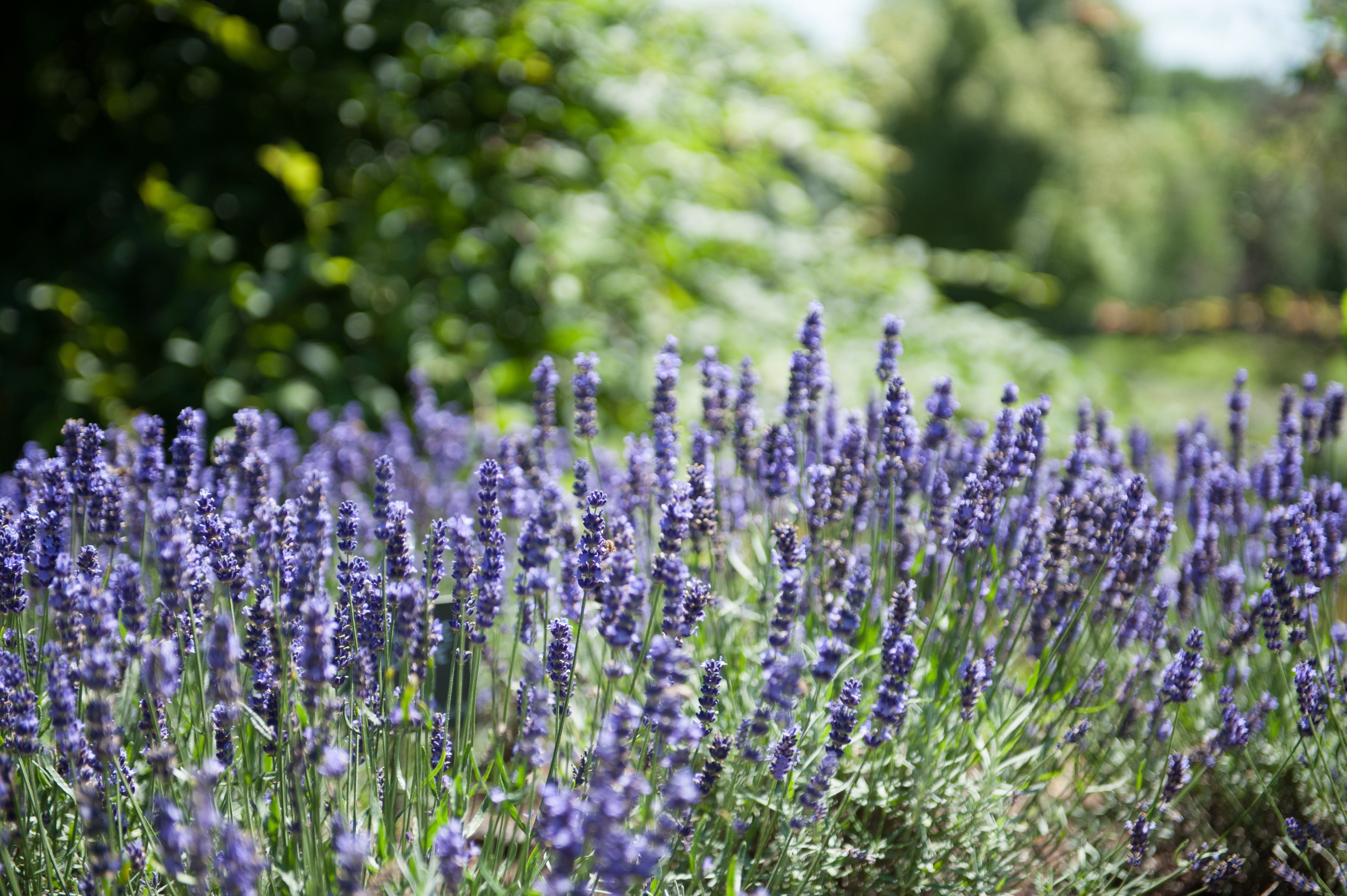 Фото полезных растения. Лаванда + шалфей. Lavandula officinalis. Цветы шалфея и лаванды. Палитра Лаванда шалфей.