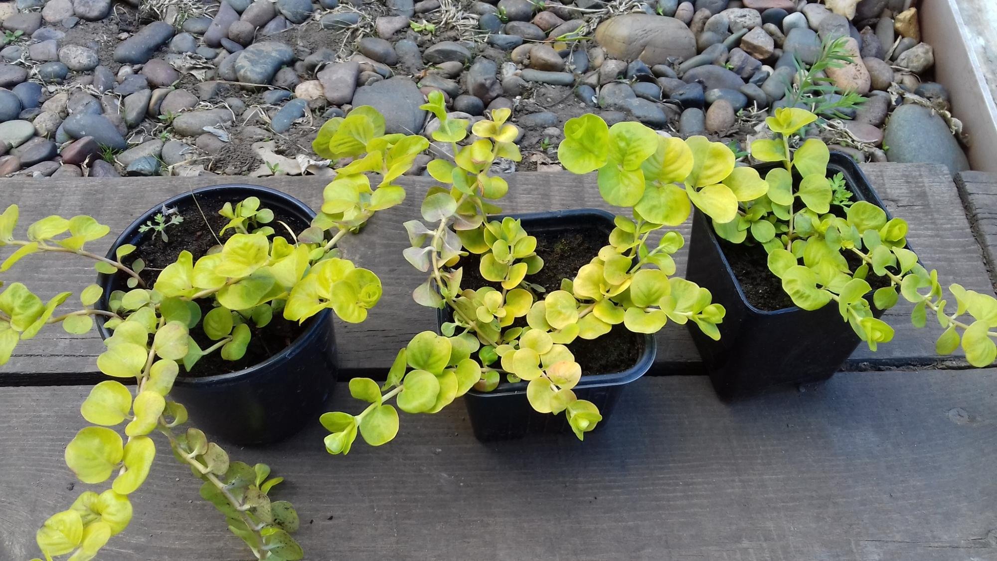 Lysimachia Golden foliage