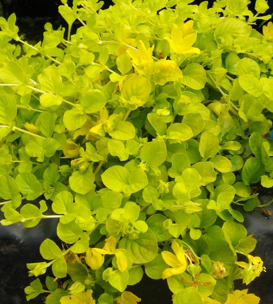 Lysimachia Golden foliage