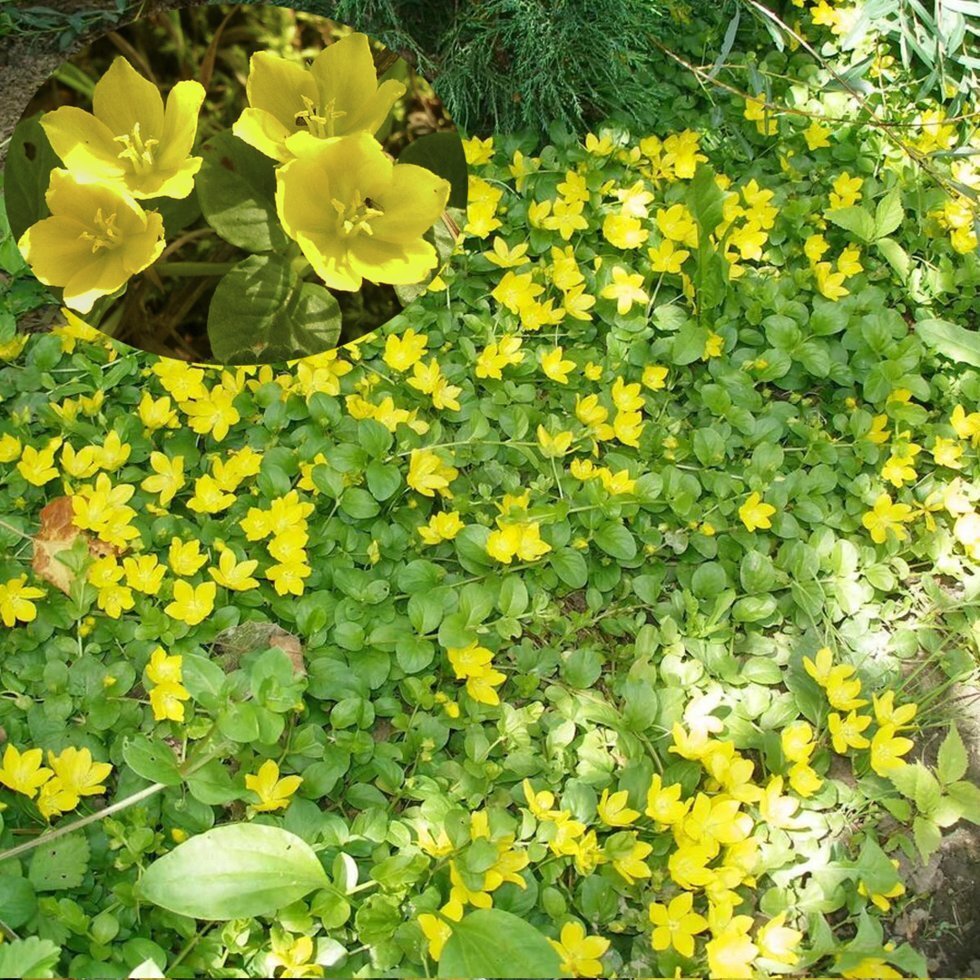 Lysimachia Golden foliage