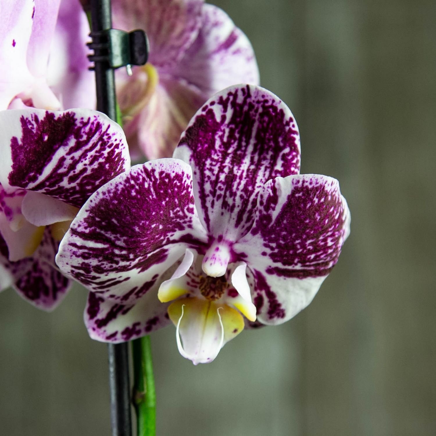 Описание сорта орхидеи Пурпурный дождь
