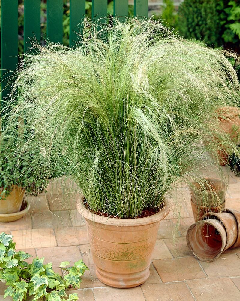 Stipa tenuissima. Ковыль тенуиссима. Ковыль волосовидный. Ковыль многолетний.