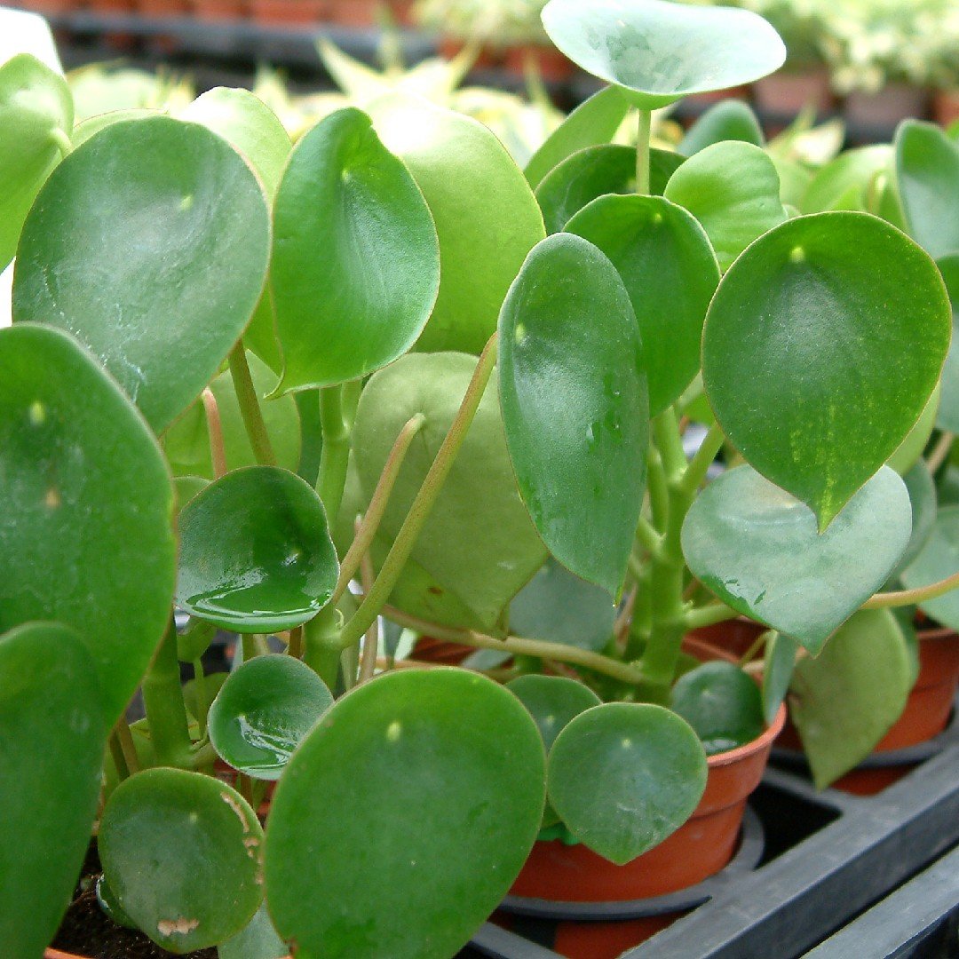 Пеперомия многокистевая Peperomia polybotrya